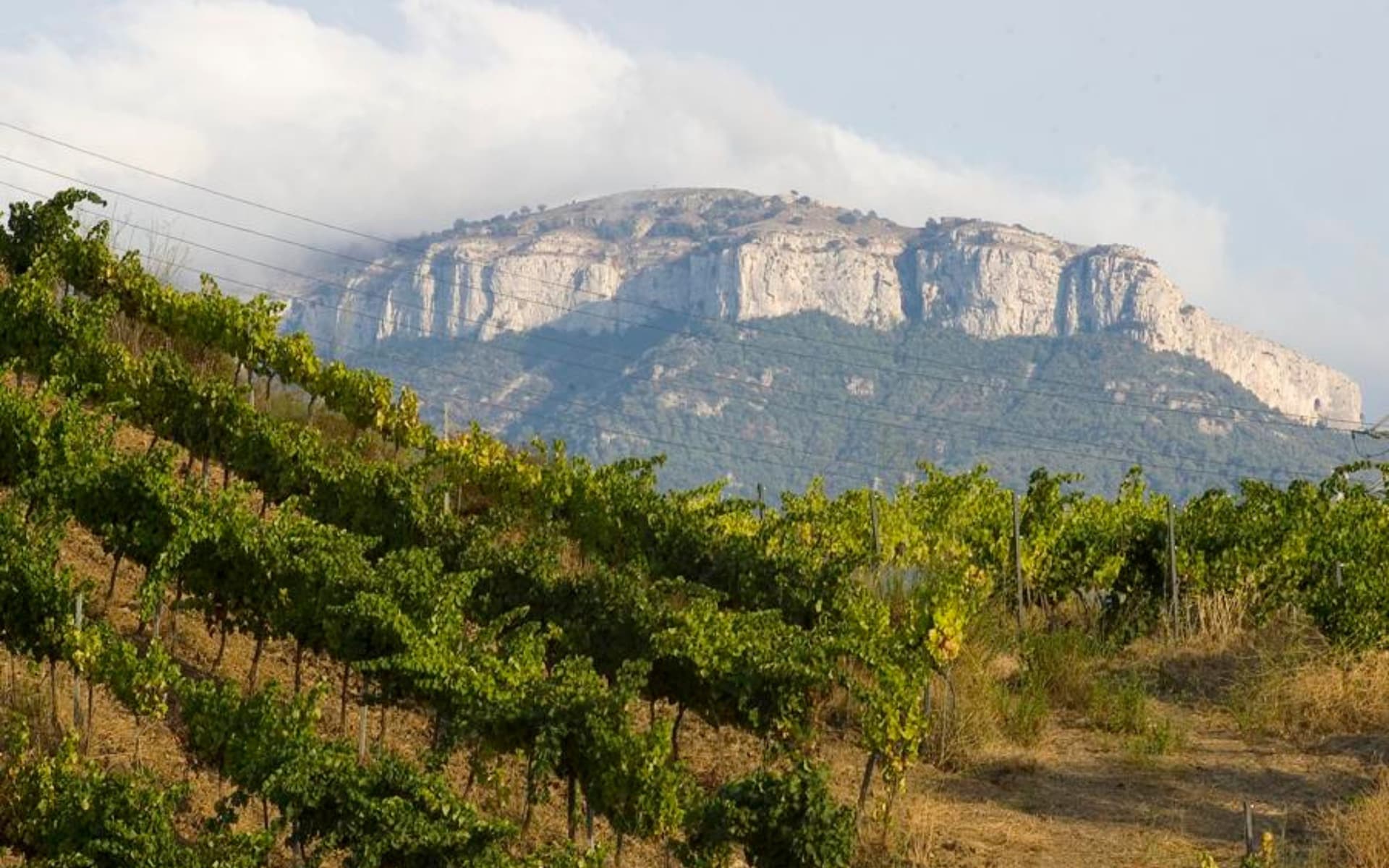 Vinyes del Priorat