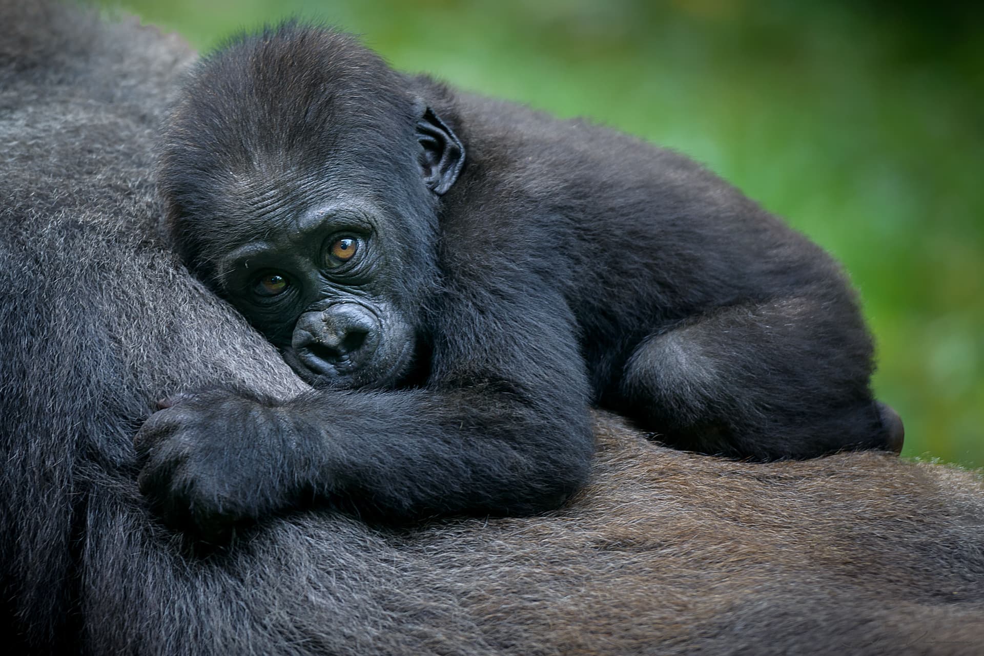 Uganda, safari Kiboko