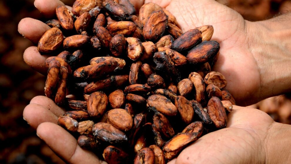 cacao destacat mexic en família