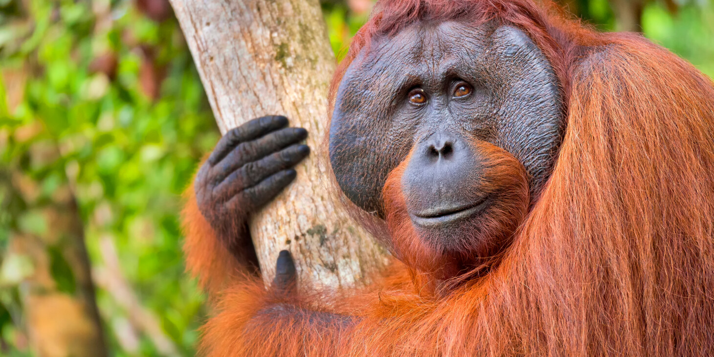 Viatge a Borneo, Bali i Gili