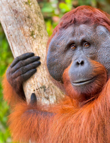 Viatge a Borneo, Bali i Gili