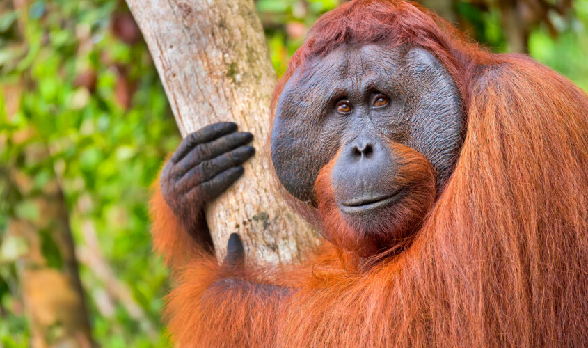 Viatge a Borneo, Bali i Gili