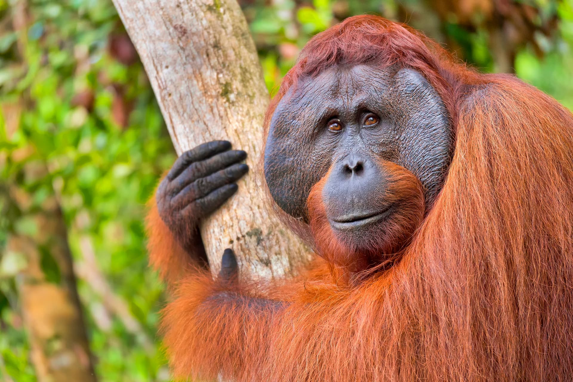 Viatge a Borneo, Bali i Gili