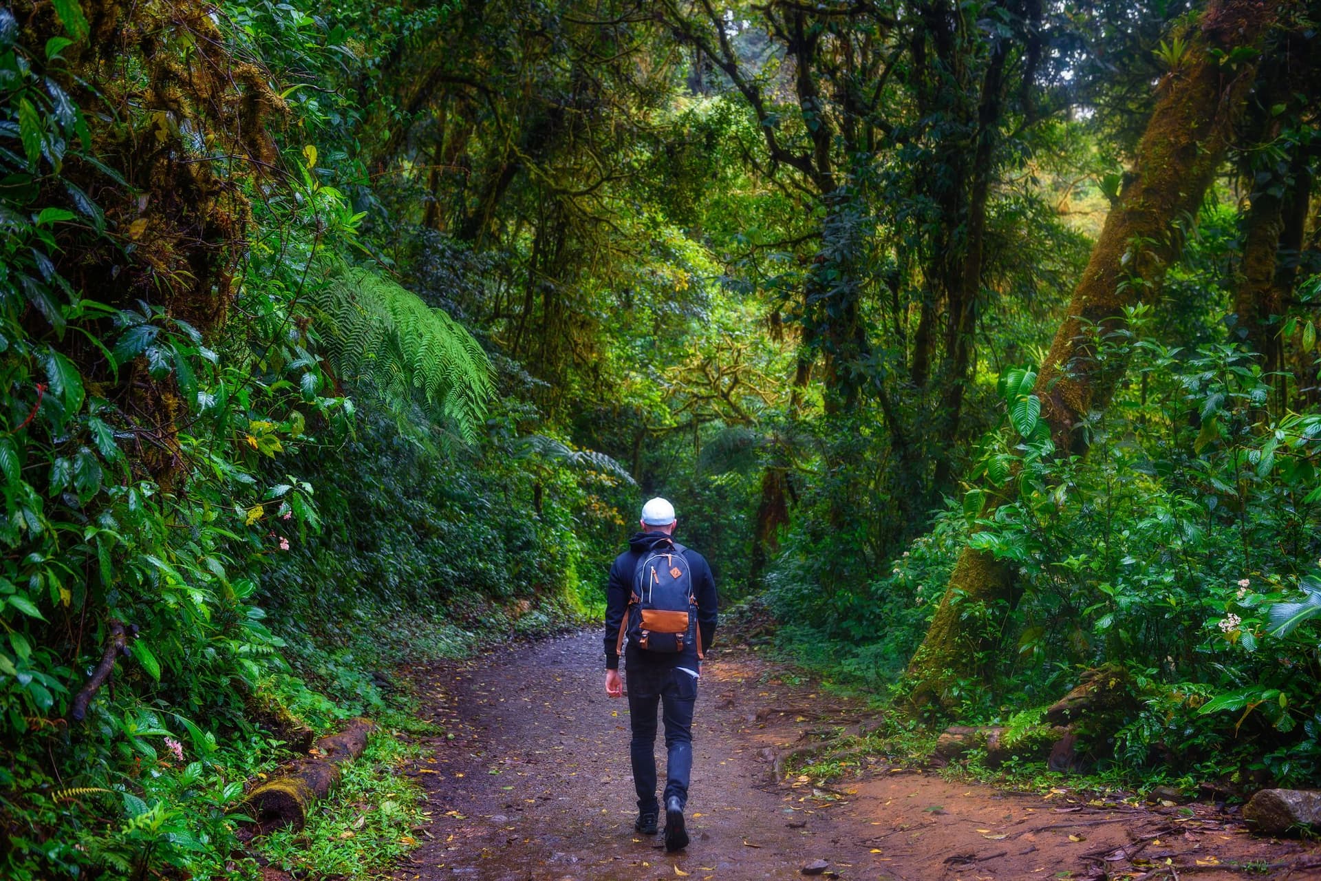 Home passejant pel Bosc de Monteverde