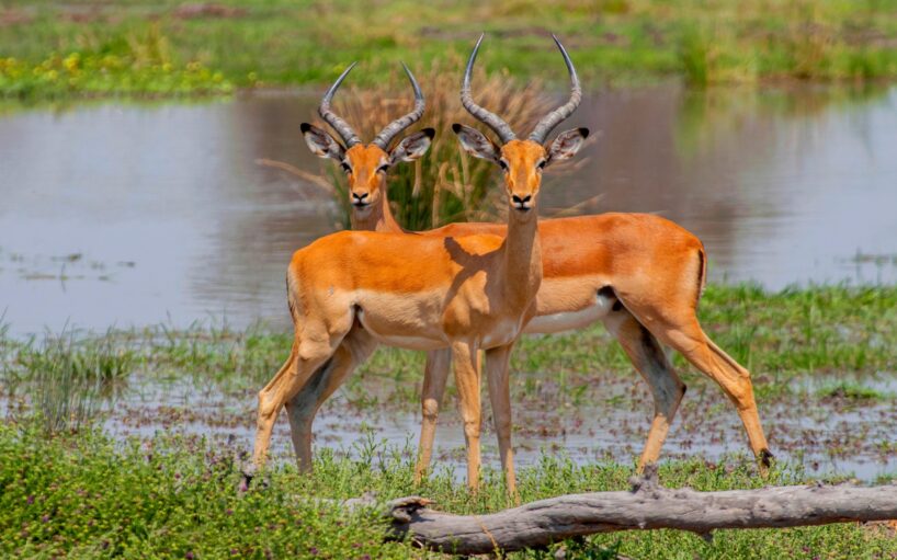 Viatge amb grup al Delta Okavango