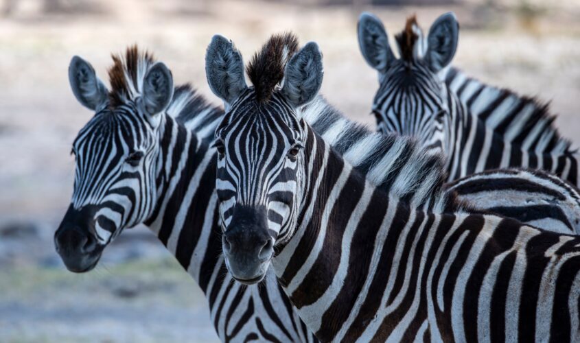 Salar de Makgadikgadi i migración de cebras