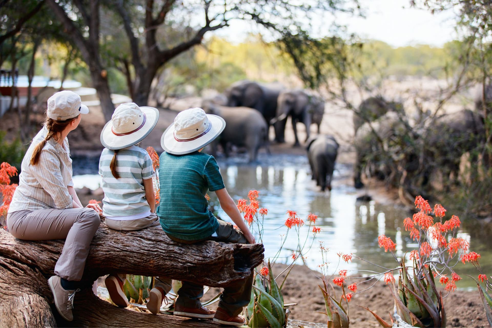 Família de Safari