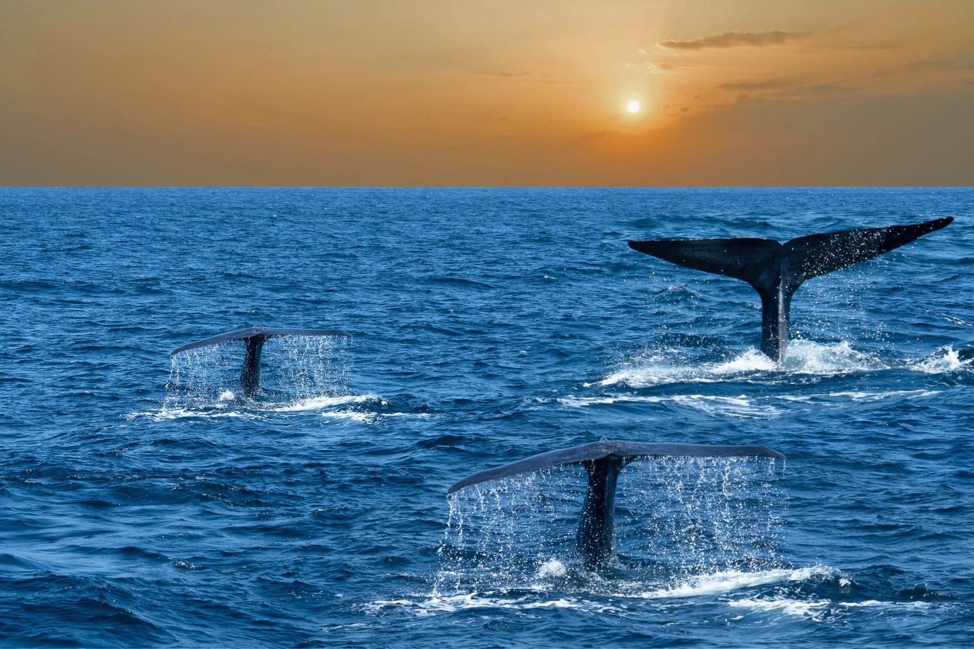 Ballenas en Mirissa, Sri Lanka