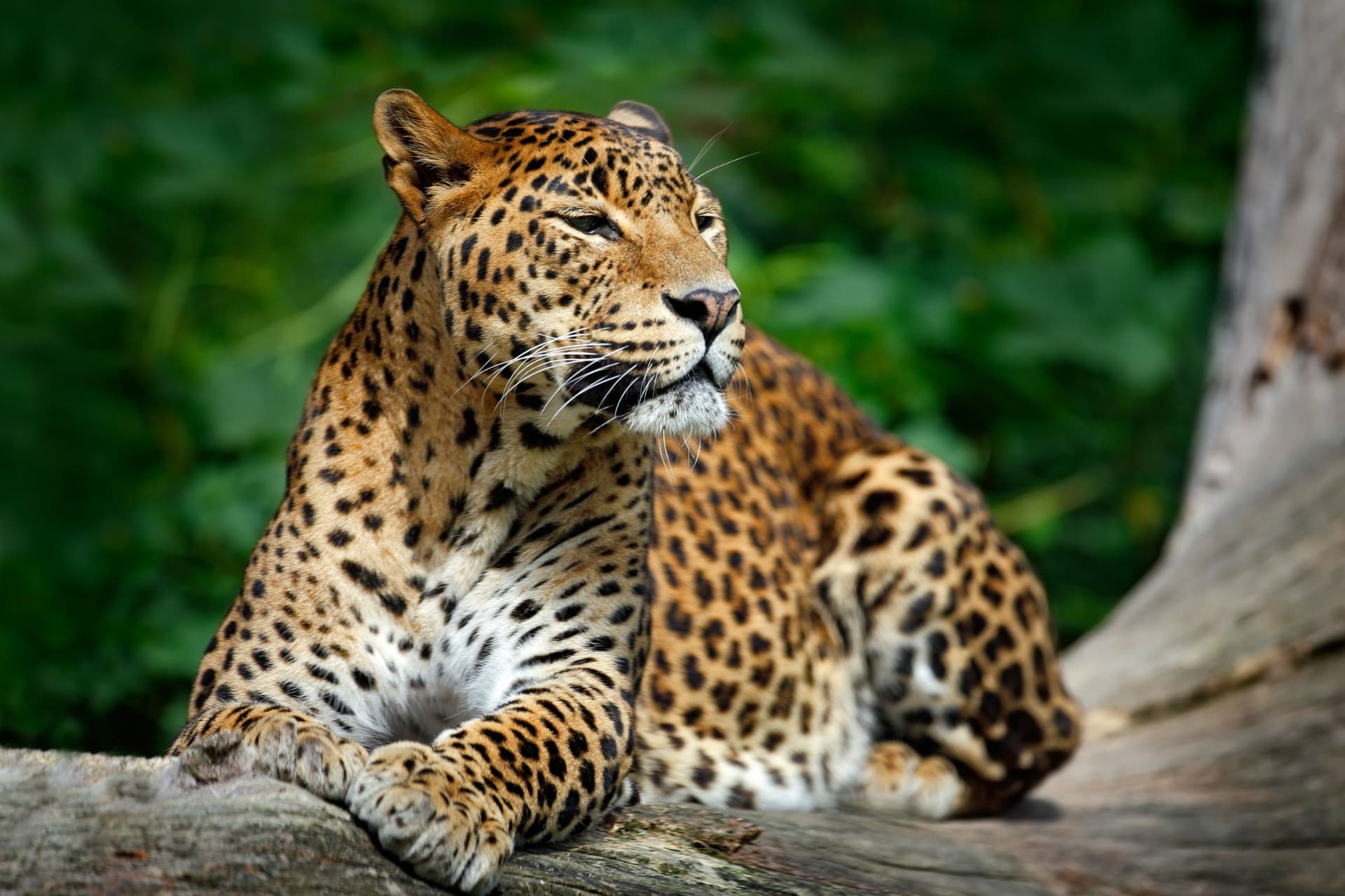 Lleopard en un arbre al parc nacional de Yala, a Sri Lanka