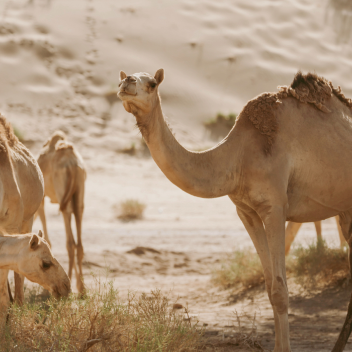 arabia-saudita-article-promoviatges