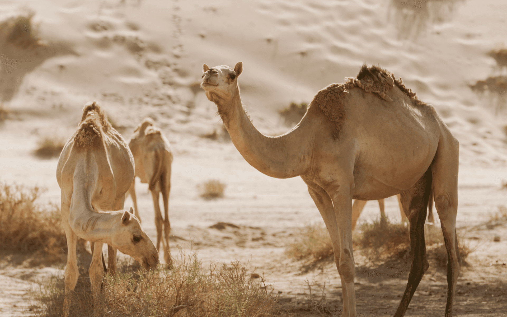 arabia-saudita-article-promoviatges