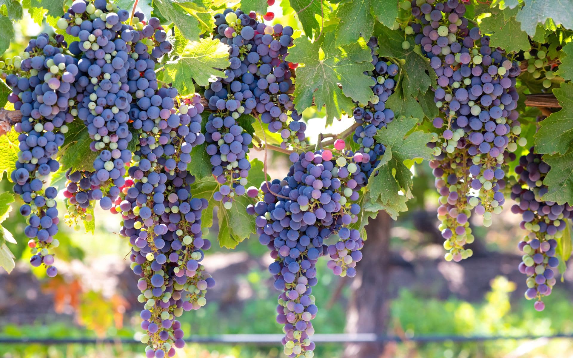 Raïm de les vinyes de Colchagua