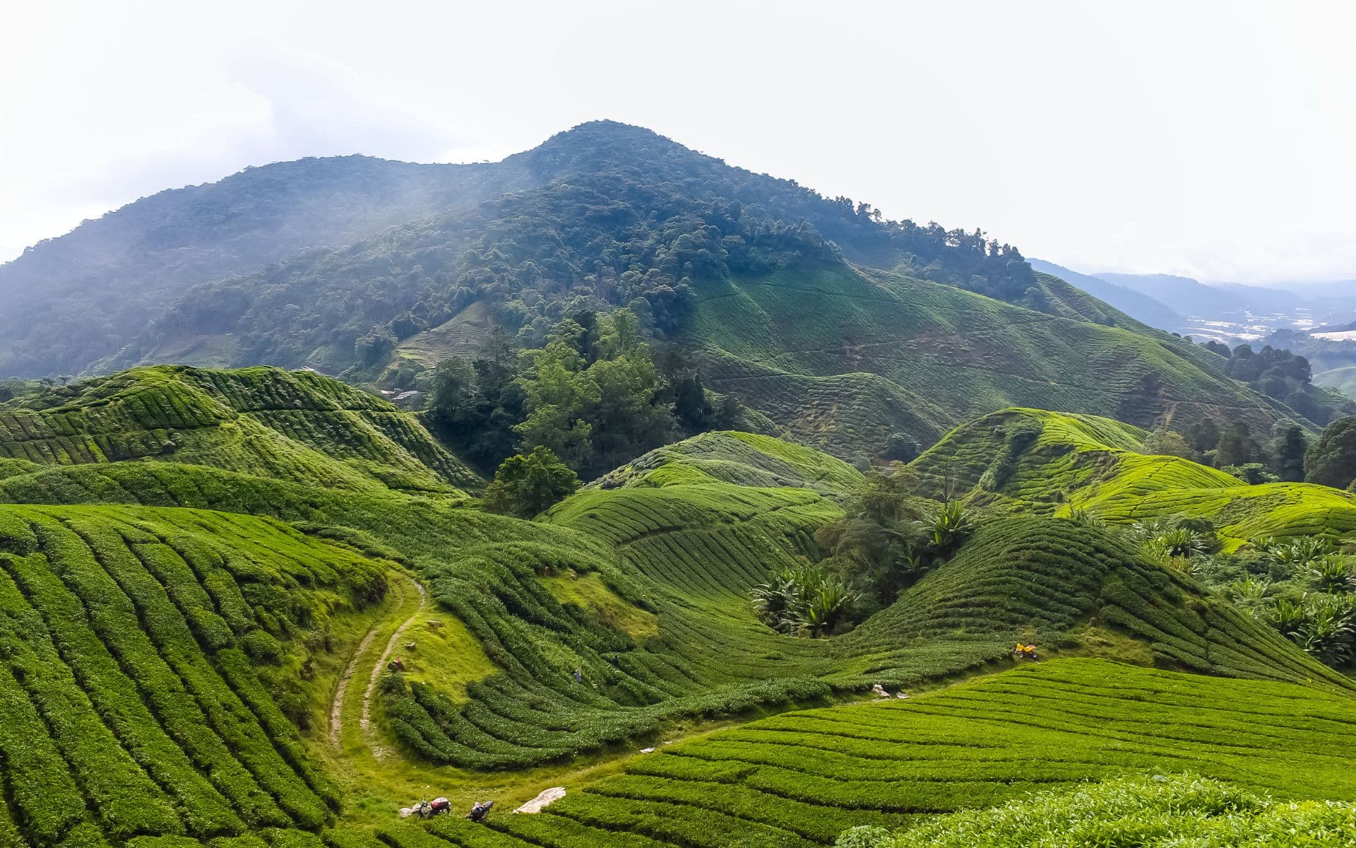 En aquesta imatge pots veure les Cameron Highlands, regió muntanyosa, famosa pels seus turons verds i plantacions de te.