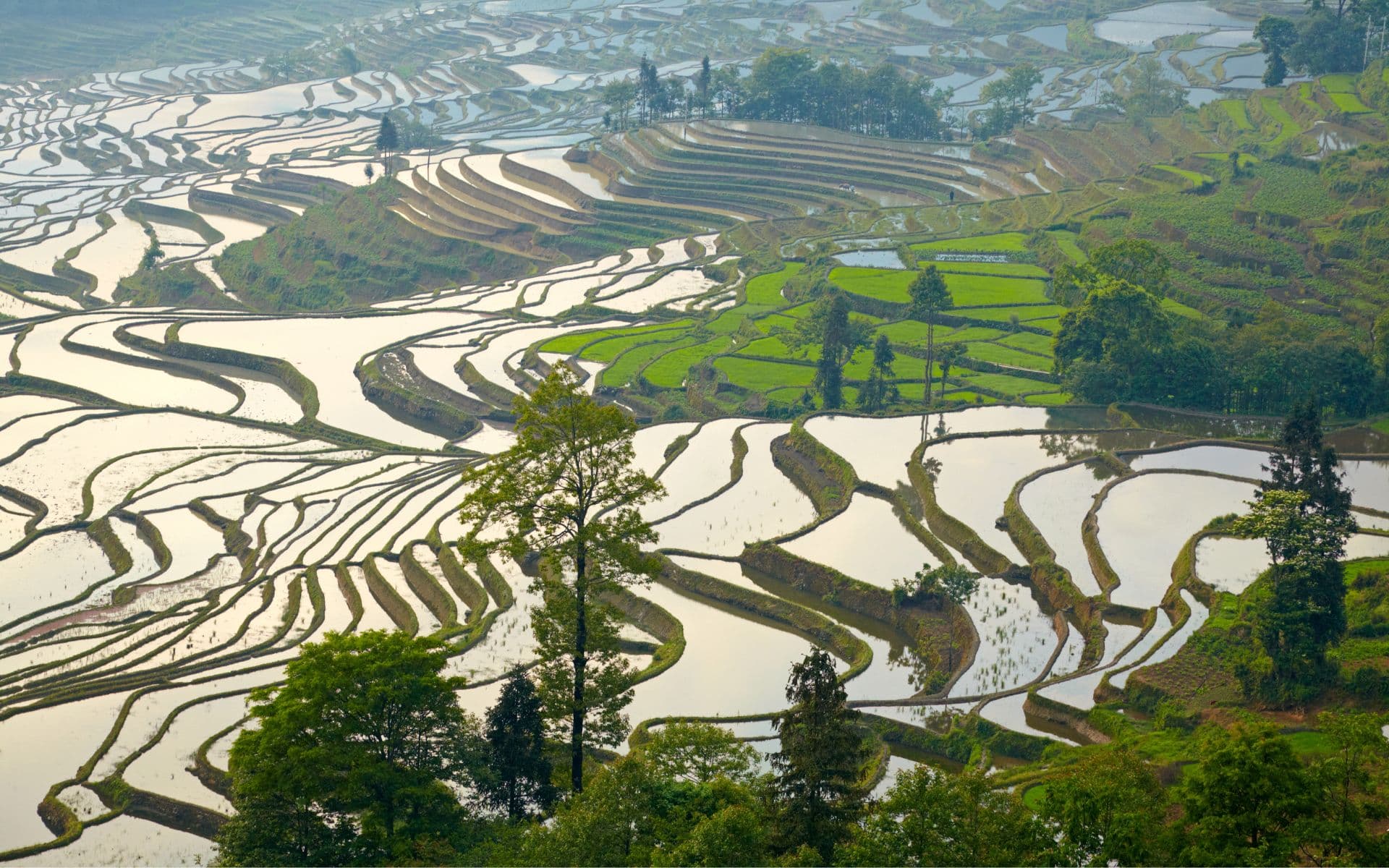 Terrasses-de-arròs-de-Yuanyang