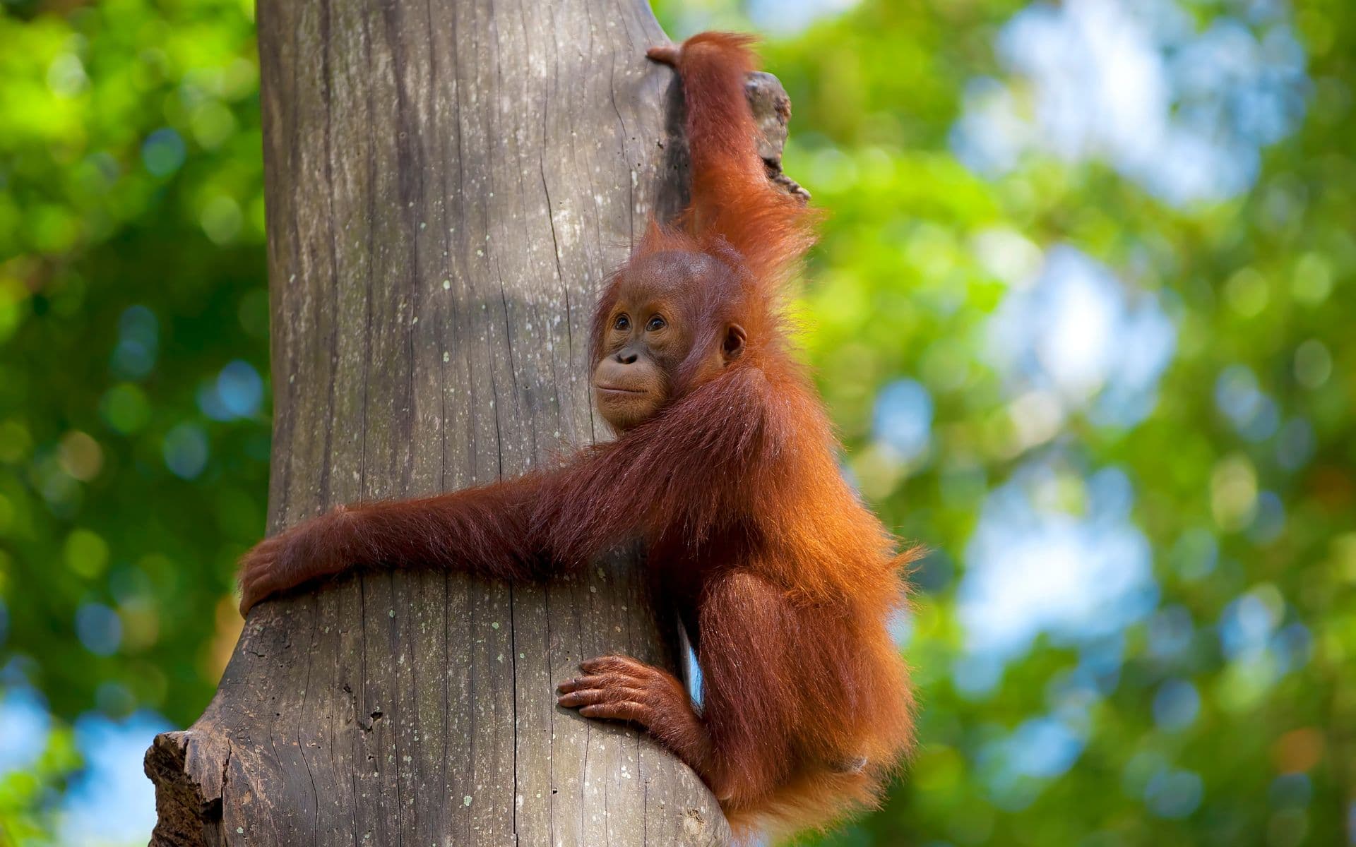 Orangutan enfilant-se a un arbre a la selva de Borneo, a Malàisia