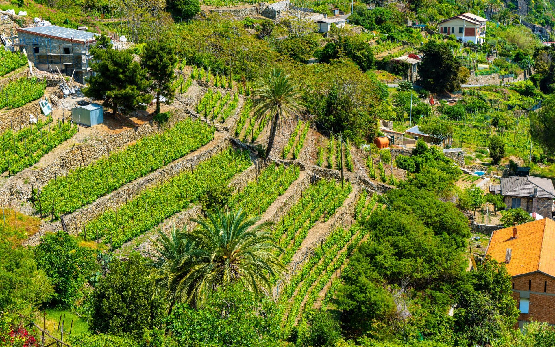 Corniglia_Cinque_Terre_Imatges_articles_Promoviatges 