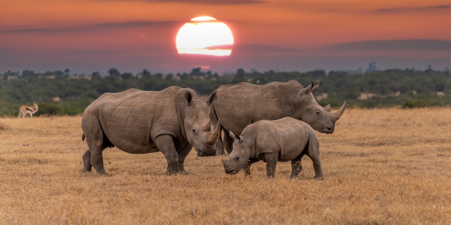 Safari en família a Kenya