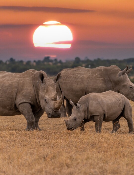 Safari en família a Kenya