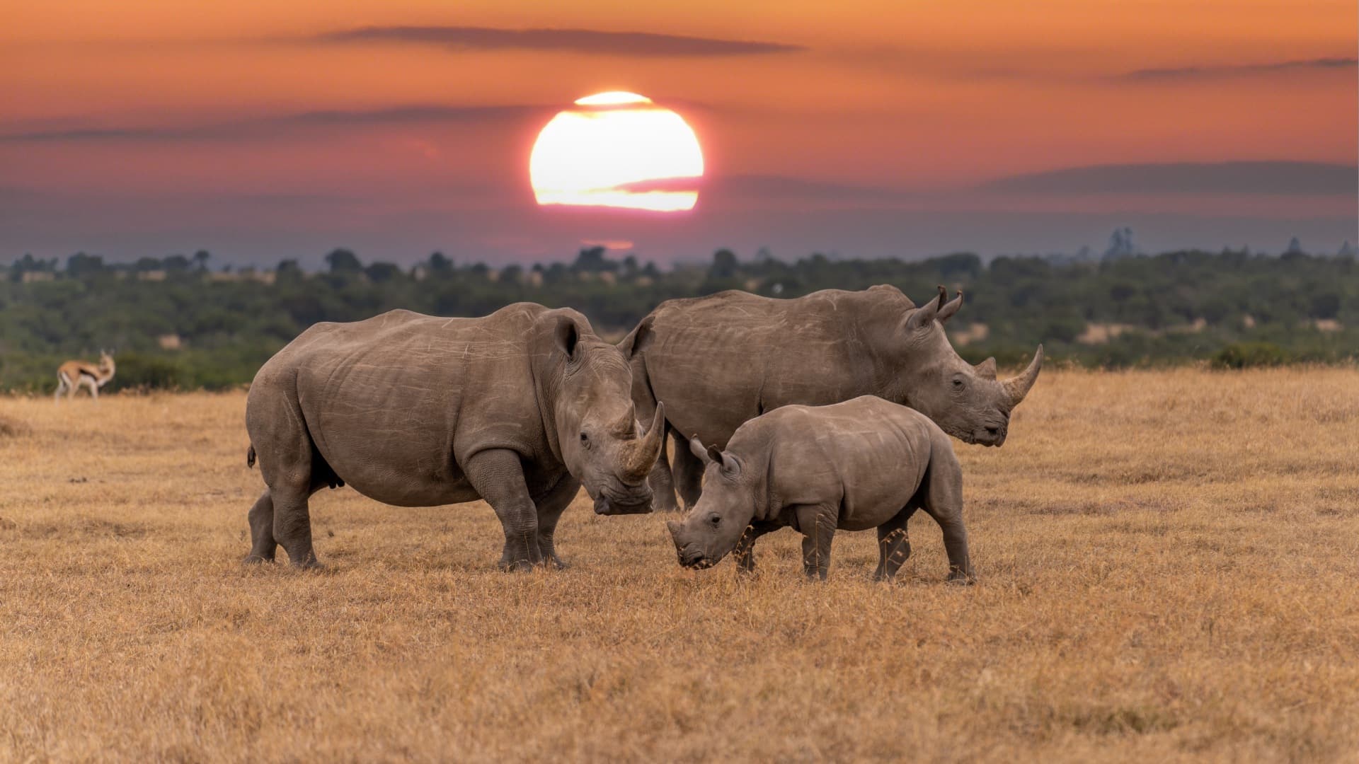 Safari en família a Kenya