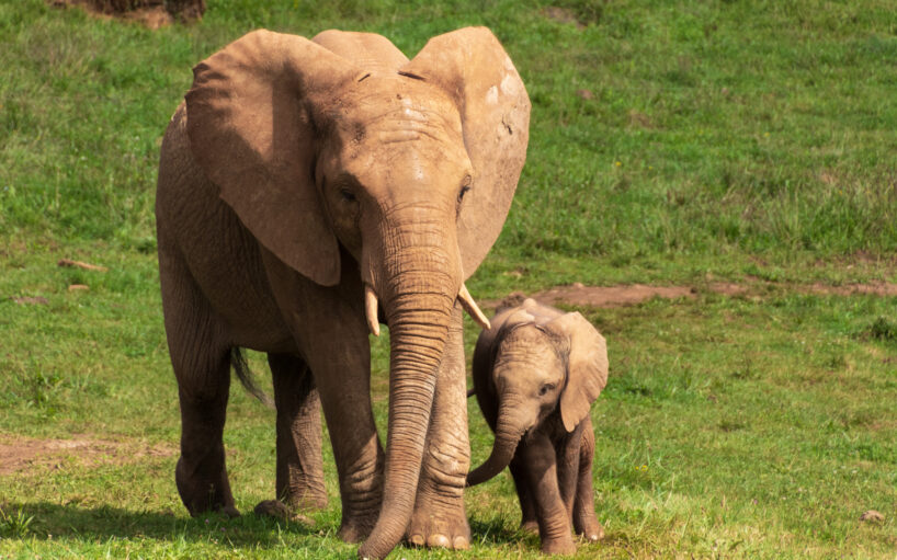 Elenfants a Cabarceno