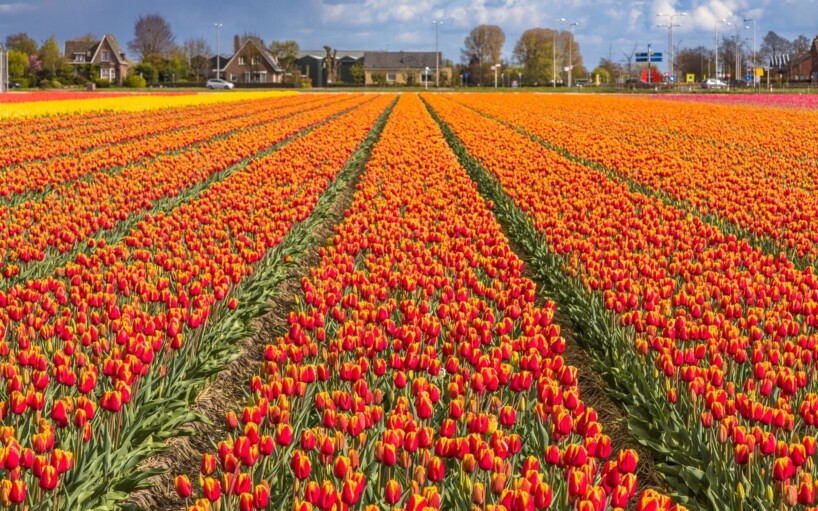 Viatge en grup als jardins Keukenhof