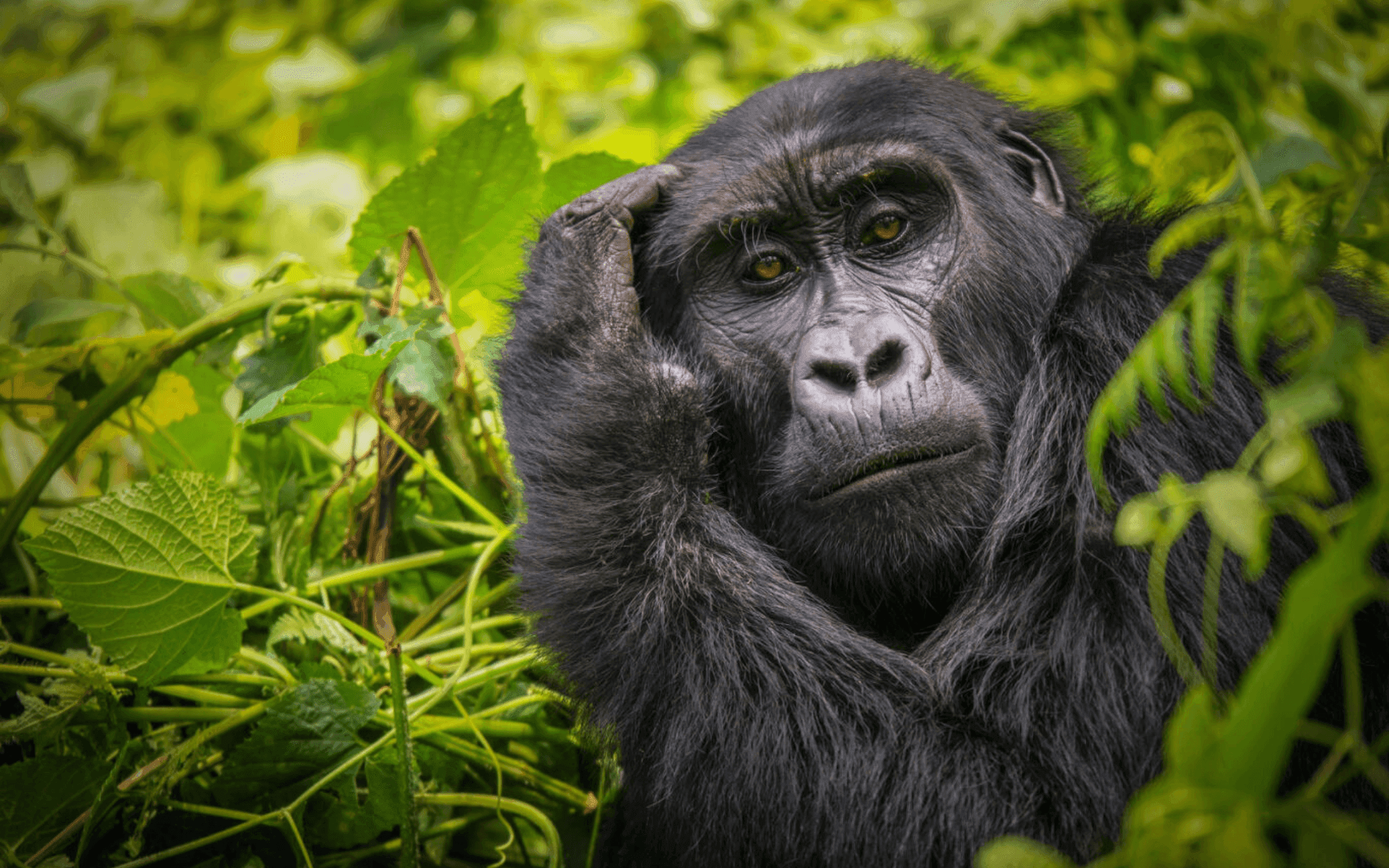 Uganda, la perla d’Àfrica