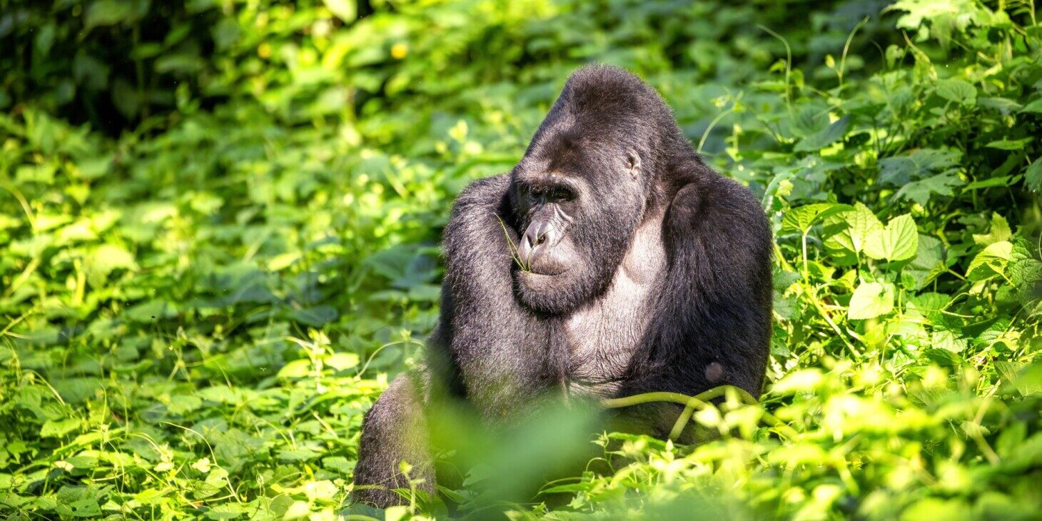 Viatge a Uganda, llar dels goril·les