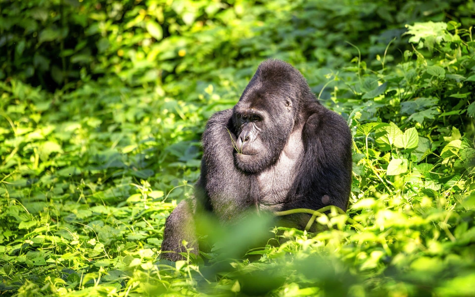 Viatge a Uganda, llar dels goril·les