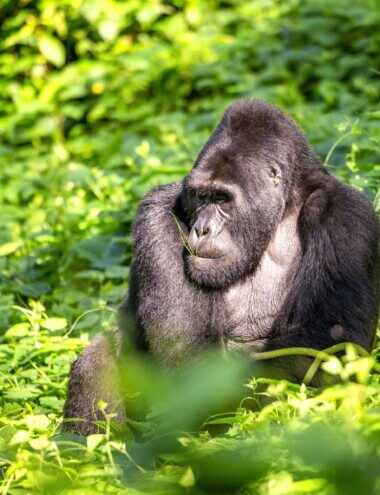 Viatge a Uganda, llar dels goril·les