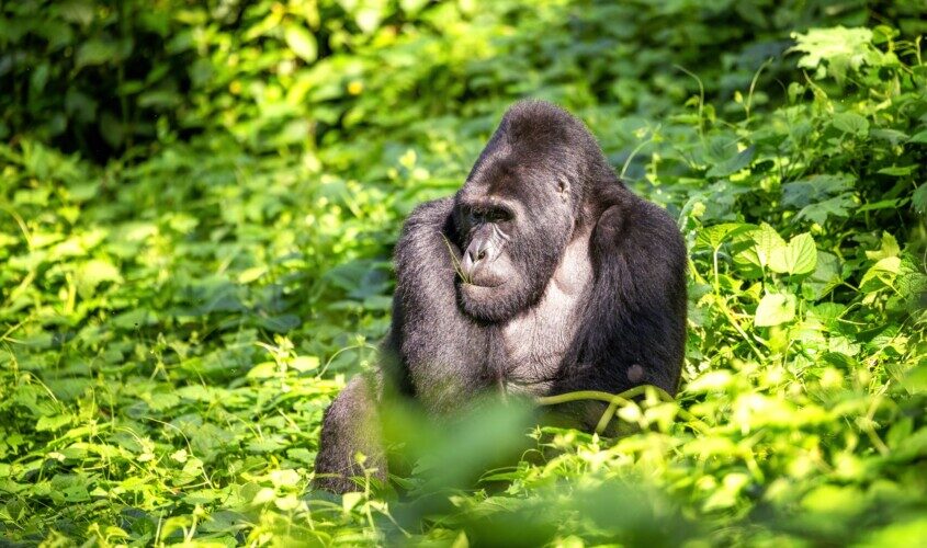 Viatge a Uganda, llar dels goril·les