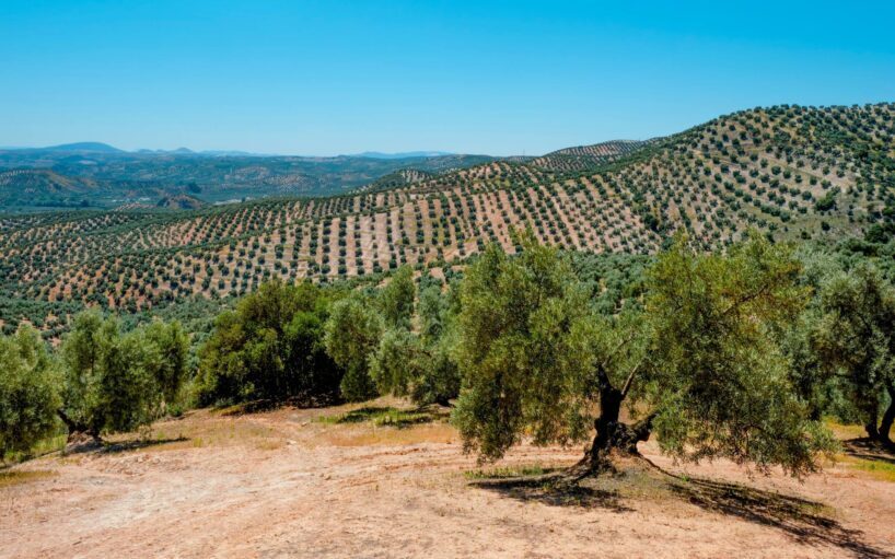 Viatge amb grup a Andalusia