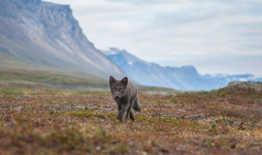 fauna destacats groenlandia