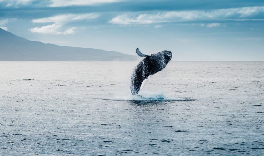 avistament-balenes-islandia